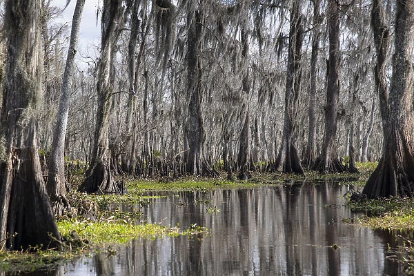 Wide angle view of Manchac Swamp near New Orleans, Louisiana, United States of America