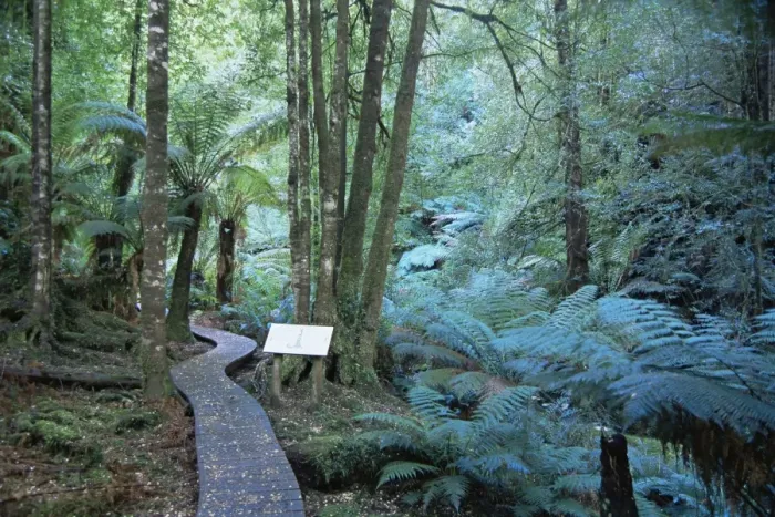 Framed Print : Wielangta Forest Walk, Tasmania, Australia, Pacific