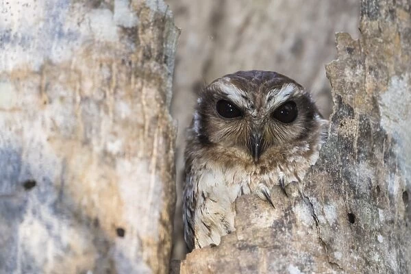 A wild adult bare-legged owl (Margarobyas lawrencii), endemic to Cuba, Zapata National Park