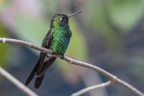 A wild adult Cuban emerald hummingbird (Chlorostilbon ricordii), Zapata National Park