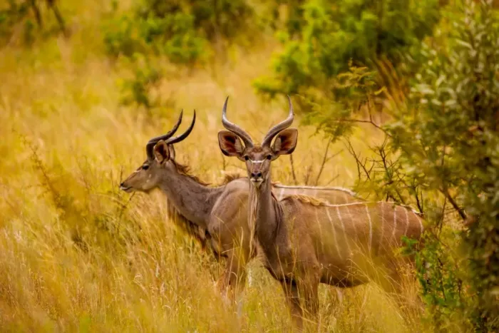 Framed Print : Wild African deer, at Kruger National Park, Johannesburg, South Africa, Africa Framed Print : Wild African deer, at Kruger National Park, Johannesburg, South Africa, Africa