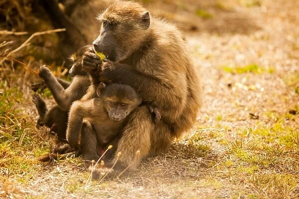 Wild baboons, Cape Town, South Africa, Africa