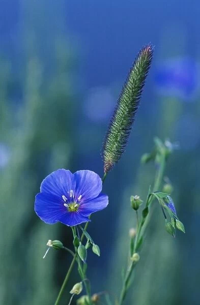 Wild blue flax (Linus perenne lewisii)
