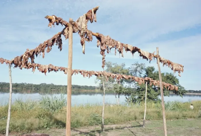 Framed Print : Wild boar meat hanging to dry, Diararum Xingu National Park, Brazil, South America Framed Print : Wild boar meat hanging to dry, Diararum Xingu National Park, Brazil, South America