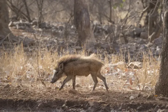 Framed Print : Wild boar, Ranthambhore National Park, Rajasthan, India, Asia Framed Print : Wild boar, Ranthambhore National Park, Rajasthan, India, Asia