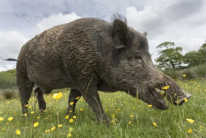 Framed Print : Wild boar (Sus scrofa), captive, United Kingdom, Europe Framed Print : Wild boar (Sus scrofa), captive, United Kingdom, Europe