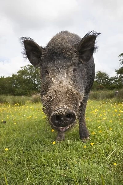 Wild boar (Sus scrofa), captive, United Kingdom, Europe