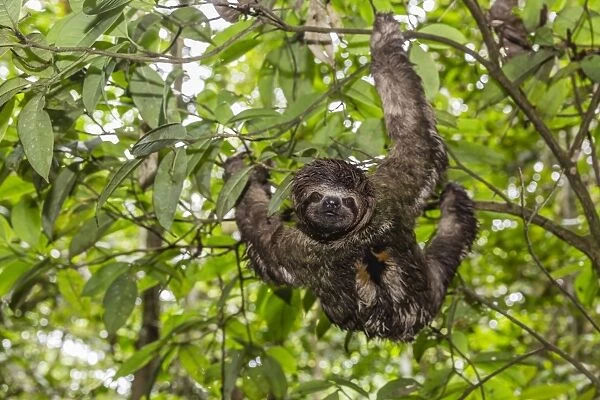 A wild brown-throated sloth (Bradypus variegatus), Landing Casual, Upper Amazon River Basin