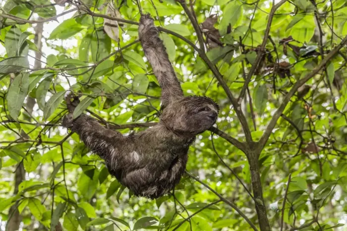 Framed Print : A wild brown-throated sloth (Bradypus variegatus), Landing Casual, Upper Amazon River Basin Framed Print : A wild brown-throated sloth (Bradypus variegatus), Landing Casual, Upper Amazon River Basin