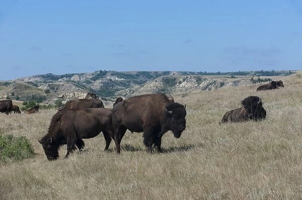 Wild buffalos in the Roosevelt National Park, North Dakota, United States of America, North America