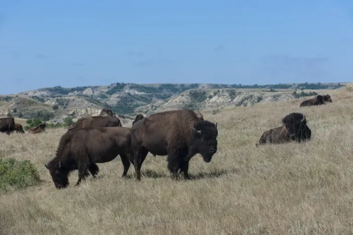 Framed Print : Wild buffalos in the Roosevelt National Park, North Dakota, United States of America, North America Framed Print : Wild buffalos in the Roosevelt National Park, North Dakota, United States of America, North America