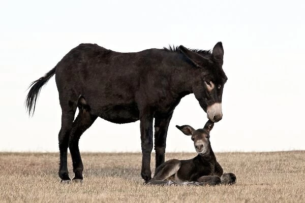 Wild burro (donkey) (Equus asinus) (Equus africanus asinus) jenny biting its foals ear