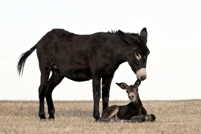 Framed Print : Wild burro (donkey) (Equus asinus) (Equus africanus asinus) jenny biting its foals ear Framed Print : Wild burro (donkey) (Equus asinus) (Equus africanus asinus) jenny biting its foals ear