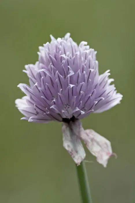 Framed Print : Wild Chives (Allium schoenoprasum), Glacier National Park, Montana, United States of America Framed Print : Wild Chives (Allium schoenoprasum), Glacier National Park, Montana, United States of America