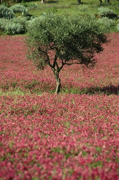 Wild clover flowers in an olive grove at Misilmeri