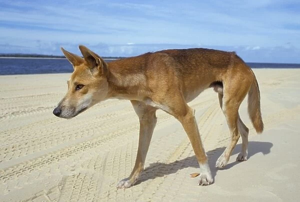 Wild dingo on beach, Australia, Pacific