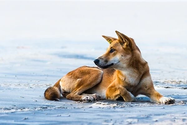 Wild dingo on Seventy Five Mile Beach, Fraser Island, Queensland, Australia, Pacific