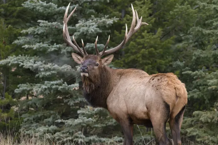 Framed Print : Wild Elk (Wapiti) (Cervus canadensis) bugling during the Autumn rut, Jasper National Park Framed Print : Wild Elk (Wapiti) (Cervus canadensis) bugling during the Autumn rut, Jasper National Park