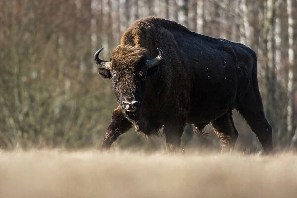 Wild European bison (Bison bonasus) walking in a meadow in winter, Bialowieza National Park, Poland, Europe