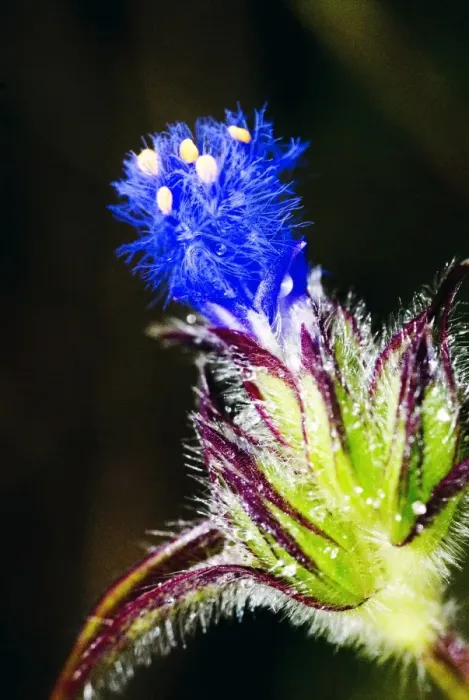 Framed Print : Wild flower, Dali, Yunnan, China, Asia Framed Print : Wild flower, Dali, Yunnan, China, Asia