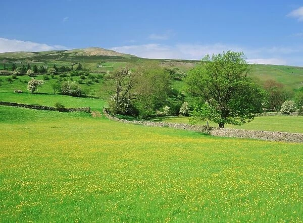 Wild flower meadow, Swaledale, Yorkshire Dales National Park, North Yorkshire