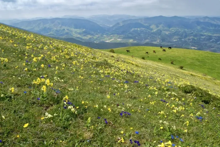 Framed Print : Wild flowers in bloom and horses, Mountain Acuto, Apennines, Umbria, Italy, Europe Framed Print : Wild flowers in bloom and horses, Mountain Acuto, Apennines, Umbria, Italy, Europe
