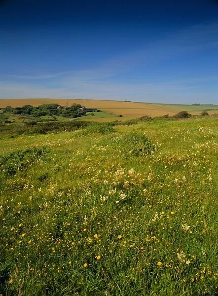 Wild flowers on the downland of the South Downs at East Dean, near Eastbourne