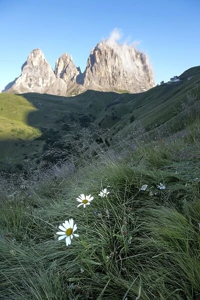 Wild flowers and the dramatic Sassolungo mountains in the Dolomites near Canazei, Trentino-Alto Adige, Italy, Europe
