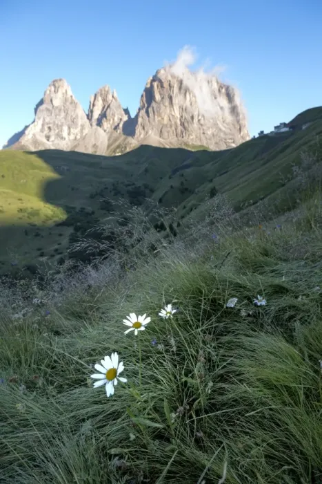 Framed Print : Wild flowers and the dramatic Sassolungo mountains in the Dolomites near Canazei, Trentino-Alto Adige, Italy, Europe Framed Print : Wild flowers and the dramatic Sassolungo mountains in the Dolomites near Canazei, Trentino-Alto Adige, Italy, Europe