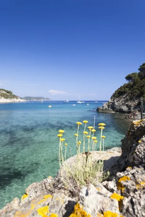 Framed Print : Wild flowers, Fetovaia Beach, Campo nell Elba, Elba Island, Livorno Province, Tuscany Framed Print : Wild flowers, Fetovaia Beach, Campo nell Elba, Elba Island, Livorno Province, Tuscany