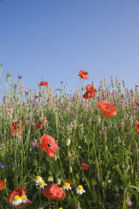 Framed Print : Wild flowers, Highland of Castelluccio di Norcia, Norcia, Umbria, Italy, Europe Framed Print : Wild flowers, Highland of Castelluccio di Norcia, Norcia, Umbria, Italy, Europe