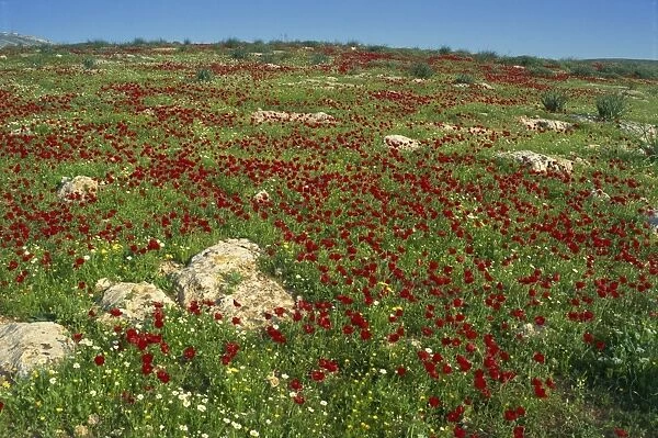 Wild flowers including poppies in a field in the Jordan Valley, Israel, Middle East