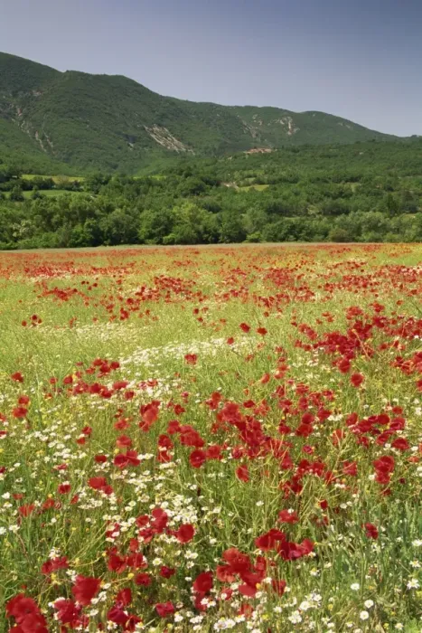 Framed Print : Wild flowers including poppies in a field near Apt in the Luberon mountains Framed Print : Wild flowers including poppies in a field near Apt in the Luberon mountains