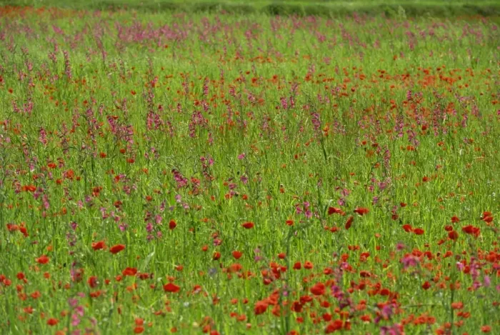Framed Print : Wild flowers including poppies on Majorca Framed Print : Wild flowers including poppies on Majorca