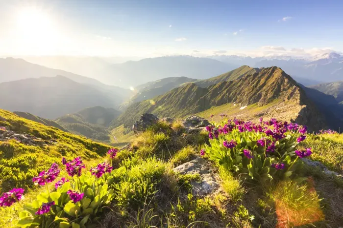 Framed Print : Wild flowers on Monte Azzarini with Monte Pedena and Albaredo Valley in the background Framed Print : Wild flowers on Monte Azzarini with Monte Pedena and Albaredo Valley in the background