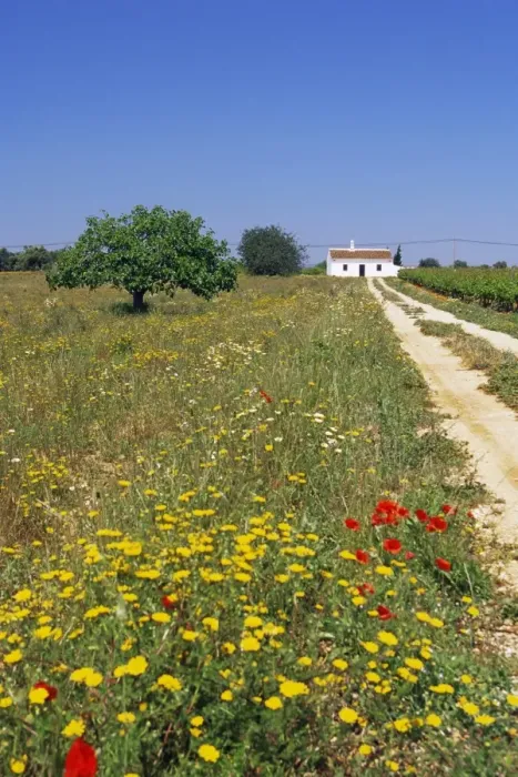 Framed Print : Wild flowers near Tavira Framed Print : Wild flowers near Tavira