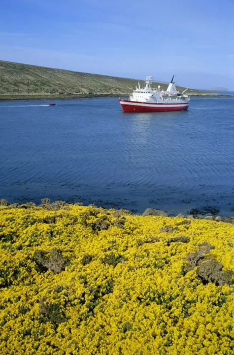 Framed Print : Wild flowers on New Island and tourist ship, the Explorer, West Falkland in the Falkland Islands