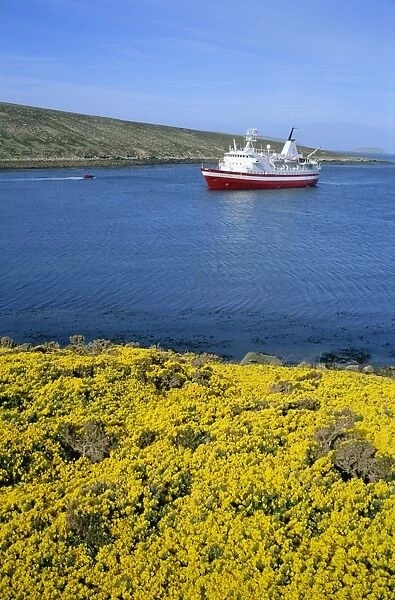 Wild flowers on New Island and tourist ship, the Explorer, West Falkland in the Falkland Islands