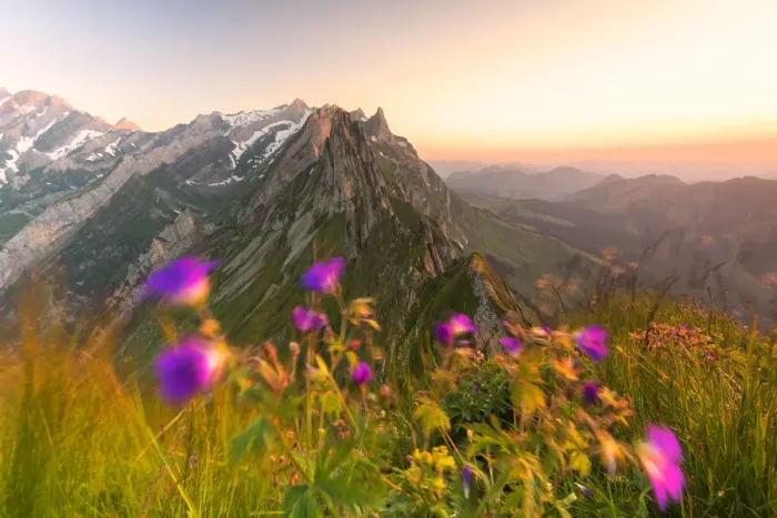 Framed Print : Wild flowers on top of Schafler with the rocky peak Santis in the background, Appenzell Innerrhoden Framed Print : Wild flowers on top of Schafler with the rocky peak Santis in the background, Appenzell Innerrhoden