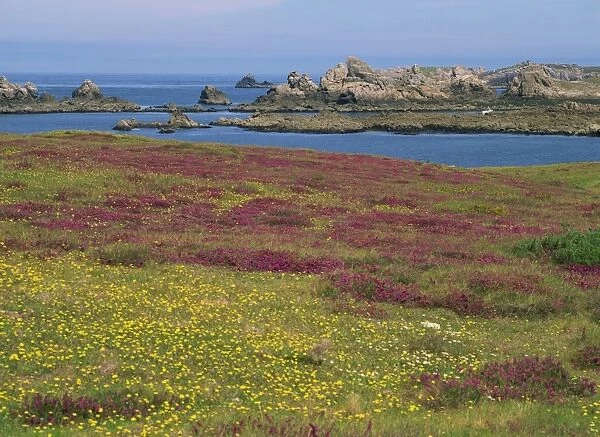 Wild flowers on the shore and the rocky coast of the Ile d Ouessant