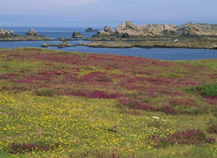 Framed Print : Wild flowers on the shore and the rocky coast of the Ile d Ouessant Framed Print : Wild flowers on the shore and the rocky coast of the Ile d Ouessant
