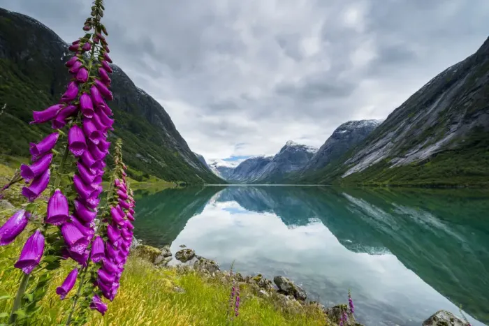 Framed Print : Wild flowers on shores of Jolstravatnet lake under storm clouds, Jolster, Sogn og