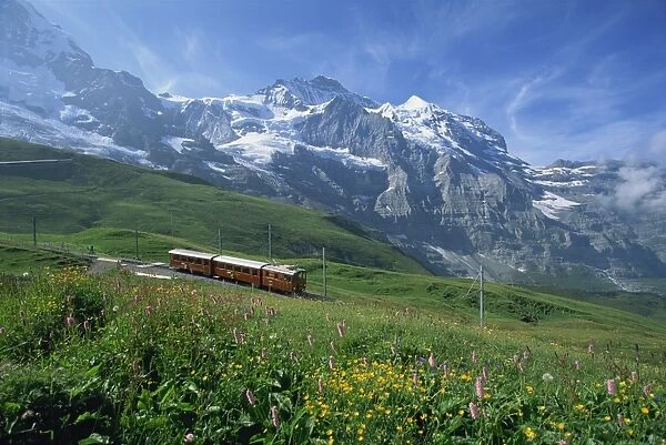 Wild flowers on the slopes beside the Jungfrau railway