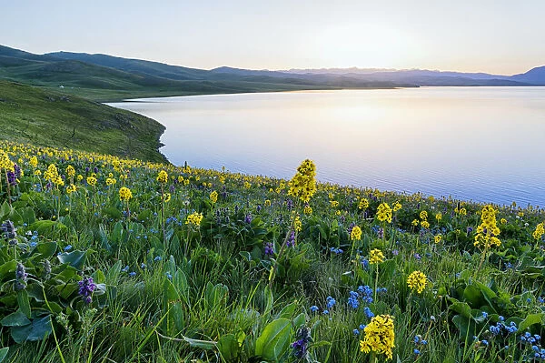 Wild flowers, Song Kol Lake, Naryn province, Kyrgyzstan, Central Asia, Asia