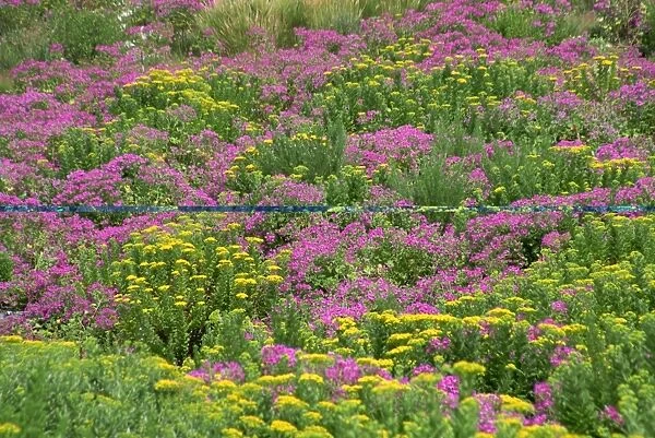 Wild flowers in spring, Cape Peninsula, South Africa, Africa