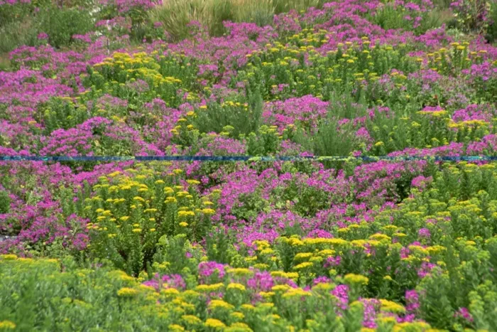 Framed Print : Wild flowers in spring, Cape Peninsula, South Africa, Africa Framed Print : Wild flowers in spring, Cape Peninsula, South Africa, Africa