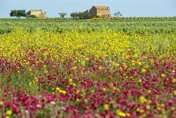 Wild flowers in the spring in the Marsala hills on