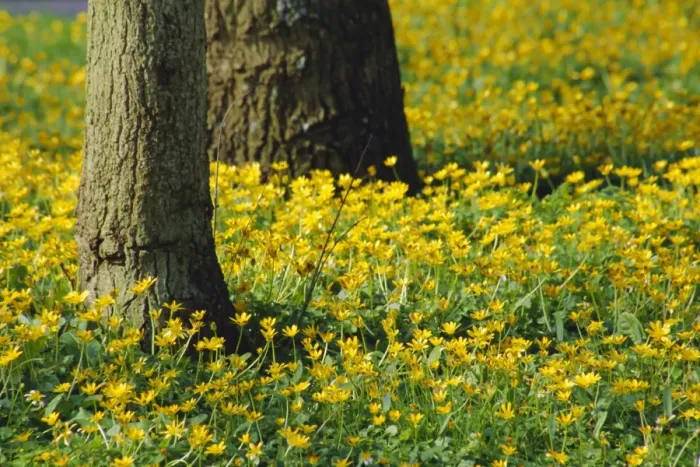 Framed Print : Wild flowers under trees by the roadside, Hayling Island, Hampshire, England, UK Framed Print : Wild flowers under trees by the roadside, Hayling Island, Hampshire, England, UK