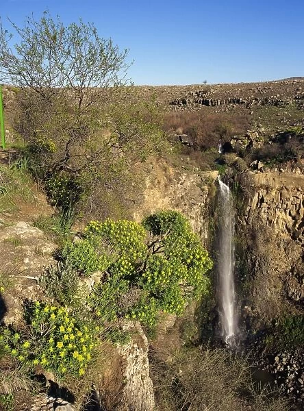 Wild flowers and waterfall in the Gamla Nature Reserve on the Golan Heights