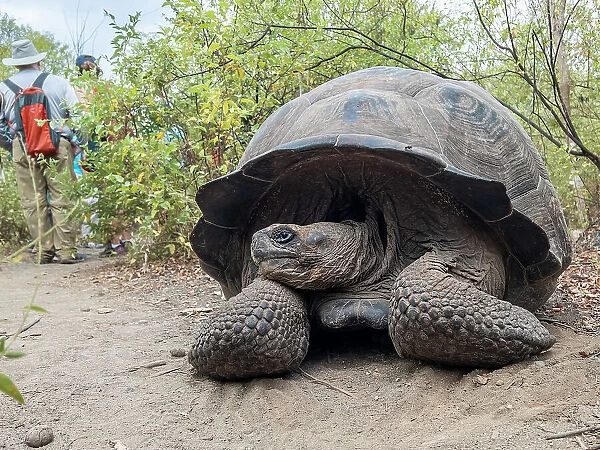 Wild Galapagos giant tortoise (Chelonoidis spp), found in Urbina Bay, Isabela Island, Galapagos Islands, UNESCO World Heritage Site, Ecuador, South America